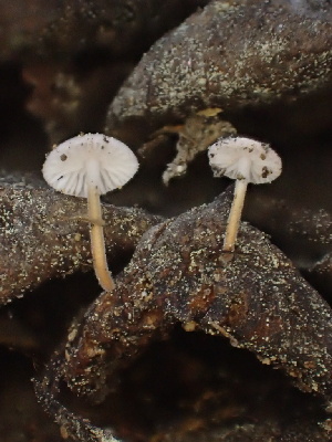  ( - HAY-F-005988)  @11 [ ] by-nc (2023) Dean Lyons Fungal Diversity Survey