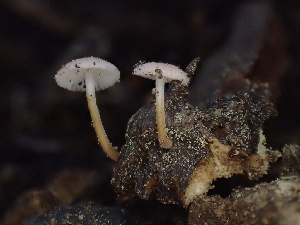  ( - HAY-F-005988)  @11 [ ] by-nc (2023) Dean Lyons Fungal Diversity Survey