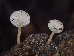  ( - HAY-F-005988)  @11 [ ] by-nc (2023) Dean Lyons Fungal Diversity Survey