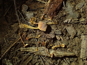  ( - HAY-F-005986)  @11 [ ] by-nc (2023) Dean Lyons Fungal Diversity Survey