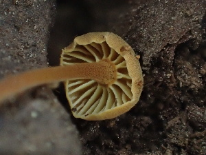 ( - HAY-F-005986)  @11 [ ] by-nc (2023) Dean Lyons Fungal Diversity Survey