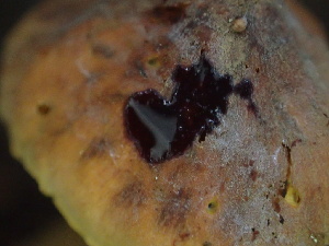  ( - HAY-F-005986)  @11 [ ] by-nc (2023) Dean Lyons Fungal Diversity Survey