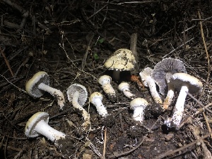  (Stropharia ambigua - HAY-F-005991)  @11 [ ] by-nc (2023) Dean Lyons Fungal Diversity Survey