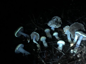  ( - HAY-F-005991)  @11 [ ] by-nc (2023) Dean Lyons Fungal Diversity Survey