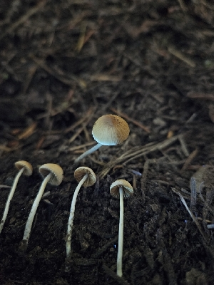  ( - HAY-F-003195)  @11 [ ] by (2023) Mandy Hackney Fungal Diversity Survey