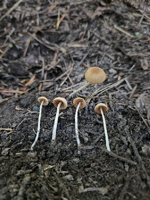  ( - HAY-F-003195)  @11 [ ] by (2023) Mandy Hackney Fungal Diversity Survey