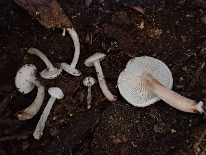  ( - HAY-F-005996)  @11 [ ] by-nc (2023) Dean Lyons Fungal Diversity Survey