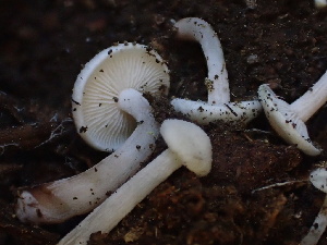  ( - HAY-F-005996)  @11 [ ] by-nc (2023) Dean Lyons Fungal Diversity Survey