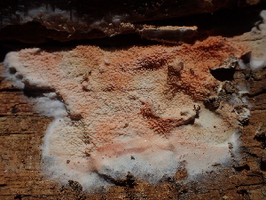  ( - HAY-F-005999)  @11 [ ] by-nc (2023) Dean Lyons Fungal Diversity Survey