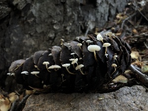  ( - HAY-F-006019)  @11 [ ] by-nc (2023) Dean Lyons Fungal Diversity Survey