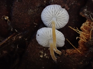  ( - HAY-F-006019)  @11 [ ] by-nc (2023) Dean Lyons Fungal Diversity Survey