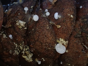  ( - HAY-F-006019)  @11 [ ] by-nc (2023) Dean Lyons Fungal Diversity Survey