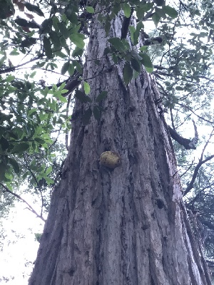  ( - HAY-F-006002)  @11 [ ] by-nc (2023) Dean Lyons Fungal Diversity Survey