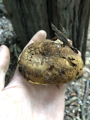  ( - HAY-F-006002)  @11 [ ] by-nc (2023) Dean Lyons Fungal Diversity Survey