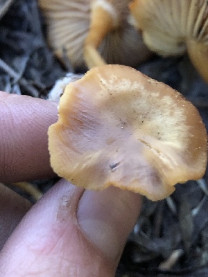  ( - HAY-F-006006)  @11 [ ] by-nc (2023) Dean Lyons Fungal Diversity Survey
