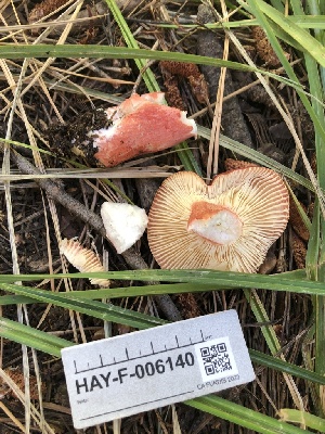  (Russula sp. queletii-AZ01 - HAY-F-006140)  @11 [ ] by-nc (2023) Dean Lyons Fungal Diversity Survey