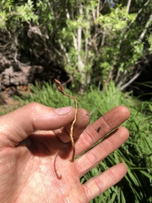  (Leratiomyces cucullatus - HAY-F-006015)  @11 [ ] by-nc (2023) Dean Lyons Fungal Diversity Survey