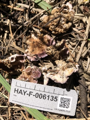  ( - HAY-F-006135)  @11 [ ] by-nc (2023) Dean Lyons Fungal Diversity Survey