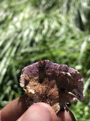  ( - HAY-F-006135)  @11 [ ] by-nc (2023) Dean Lyons Fungal Diversity Survey