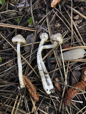  (Inocybe elysii - HAY-F-006134)  @11 [ ] by-nc (2023) Dean Lyons Fungal Diversity Survey