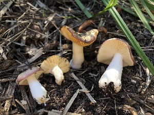  (Russula sp. nauseosa-CA01 - HAY-F-006147)  @11 [ ] by-nc (2023) Dean Lyons Fungal Diversity Survey