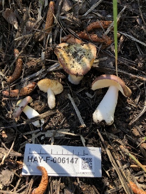  ( - HAY-F-006147)  @11 [ ] by-nc (2023) Dean Lyons Fungal Diversity Survey