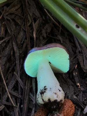  ( - HAY-F-006147)  @11 [ ] by-nc (2023) Dean Lyons Fungal Diversity Survey