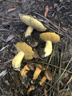  ( - HAY-F-006157)  @11 [ ] by-nc (2023) Dean Lyons Fungal Diversity Survey