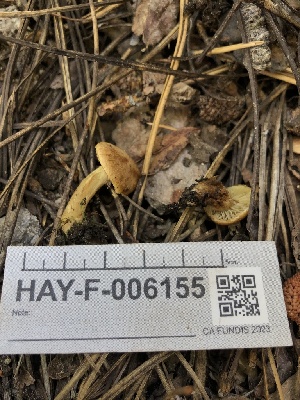  ( - HAY-F-006155)  @11 [ ] by-nc (2023) Dean Lyons Fungal Diversity Survey
