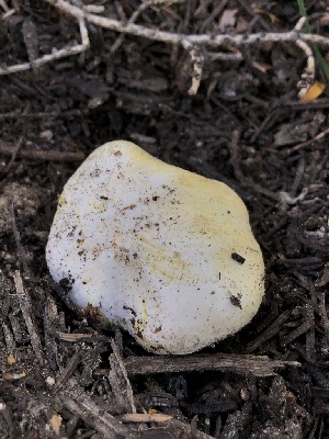  ( - HAY-F-006149)  @11 [ ] by-nc (2023) Dean Lyons Fungal Diversity Survey