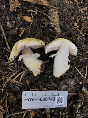  ( - HAY-F-006149)  @11 [ ] by-nc (2023) Dean Lyons Fungal Diversity Survey
