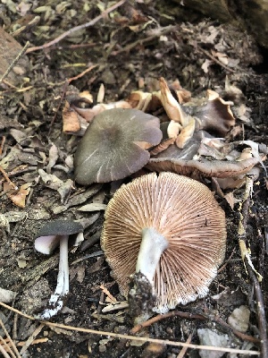  (Entoloma sp. CA33 - HAY-F-006148)  @11 [ ] by-nc (2023) Dean Lyons Fungal Diversity Survey