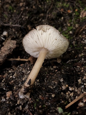  ( - HAY-F-006114)  @11 [ ] by-nc (2023) Dean Lyons Fungal Diversity Survey