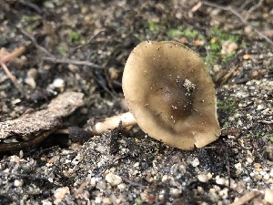  ( - HAY-F-006114)  @11 [ ] by-nc (2023) Dean Lyons Fungal Diversity Survey