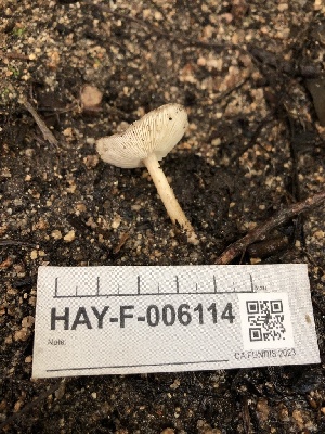  ( - HAY-F-006114)  @11 [ ] by-nc (2023) Dean Lyons Fungal Diversity Survey