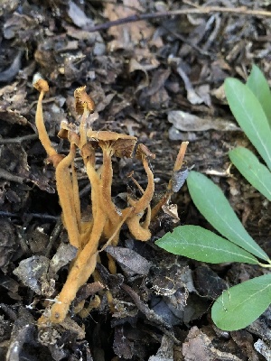  ( - HAY-F-006119)  @11 [ ] by-nc (2023) Dean Lyons Fungal Diversity Survey