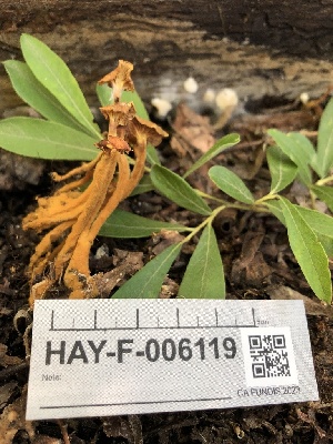  ( - HAY-F-006119)  @11 [ ] by-nc (2023) Dean Lyons Fungal Diversity Survey