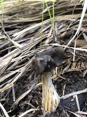  (Helvella sp. CA15 - HAY-F-006118)  @11 [ ] by-nc (2023) Dean Lyons Fungal Diversity Survey