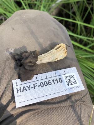  ( - HAY-F-006118)  @11 [ ] by-nc (2023) Dean Lyons Fungal Diversity Survey