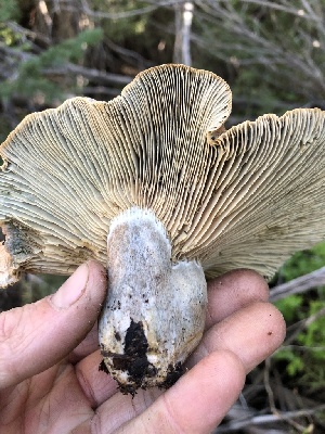  ( - HAY-F-006062)  @11 [ ] by-nc (2023) Dean Lyons Fungal Diversity Survey