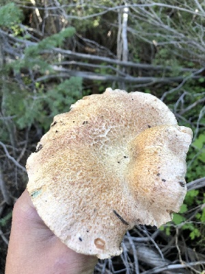  ( - HAY-F-006062)  @11 [ ] by-nc (2023) Dean Lyons Fungal Diversity Survey