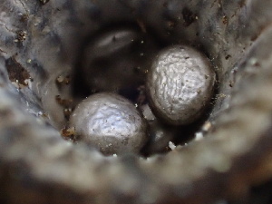  ( - HAY-F-006146)  @11 [ ] by-nc (2023) Dean Lyons Fungal Diversity Survey
