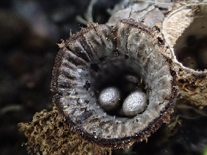  ( - HAY-F-006146)  @11 [ ] by-nc (2023) Dean Lyons Fungal Diversity Survey