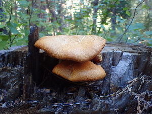  (Gymnopilus luteus - HAY-F-006031)  @11 [ ] by-nc (2023) Dean Lyons Fungal Diversity Survey