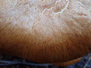  ( - HAY-F-006031)  @11 [ ] by-nc (2023) Dean Lyons Fungal Diversity Survey