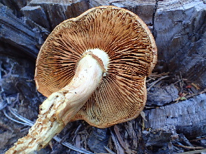  ( - HAY-F-006031)  @11 [ ] by-nc (2023) Dean Lyons Fungal Diversity Survey
