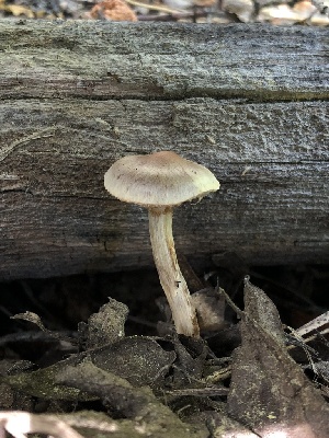  ( - HAY-F-006064)  @11 [ ] by-nc (2023) Dean Lyons Fungal Diversity Survey