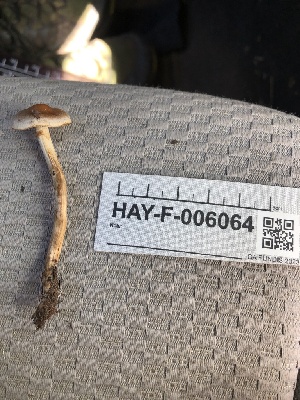 ( - HAY-F-006064)  @11 [ ] by-nc (2023) Dean Lyons Fungal Diversity Survey