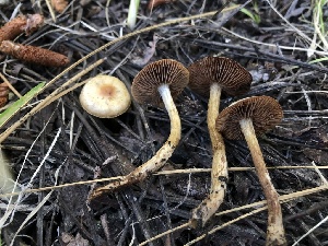  (Hebeloma excedens - HAY-F-006065)  @11 [ ] by-nc (2023) Dean Lyons Fungal Diversity Survey