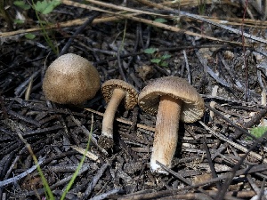  (Inocybe sp. CA31 - HAY-F-006036)  @11 [ ] by-nc (2023) Dean Lyons Fungal Diversity Survey